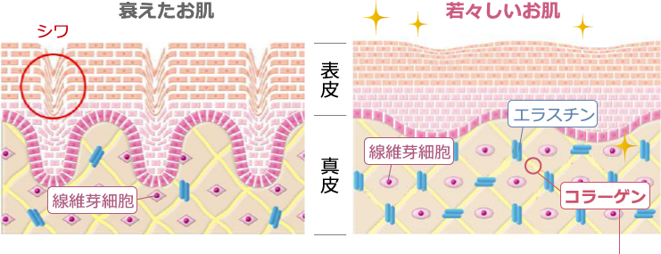 衰えた肌と若々しい肌の断面図