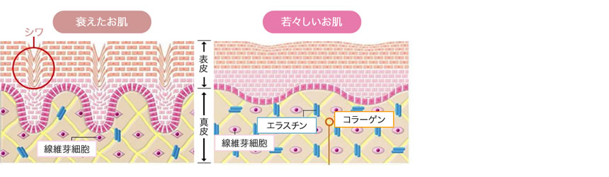 衰えた肌と若々しい肌の断面図